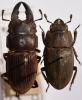 Aegus sp.
